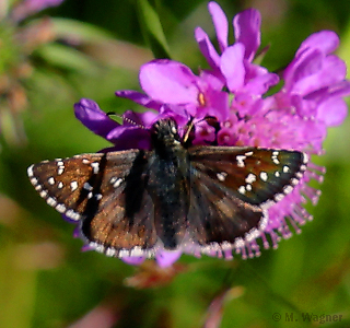 Pyrgus alveus_Skabiose